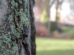 focus_tree_bark