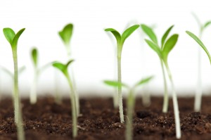 growing_seeds