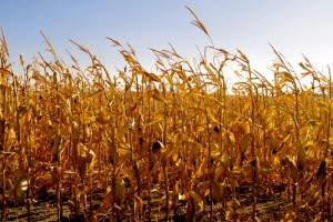 harvest_corn